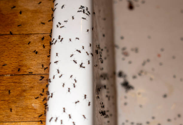 Flea Control Services in Fraser, MI